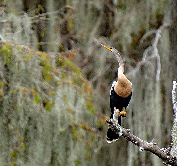 anhinga